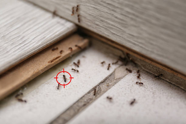 Best Pest Prevention Services  in Mill Plain, CT