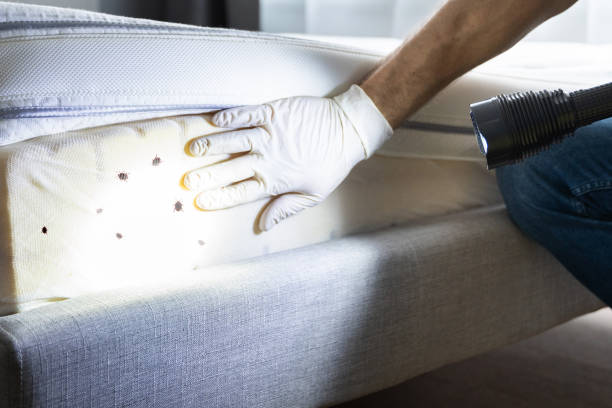 Best Termite Control Services  in Mill Plain, CT