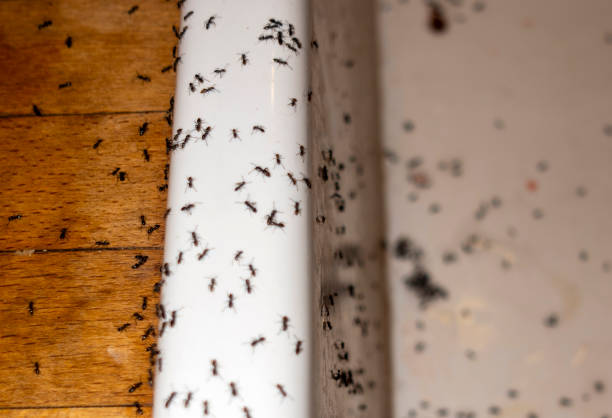 Mill Plain, CT Pest Control Company