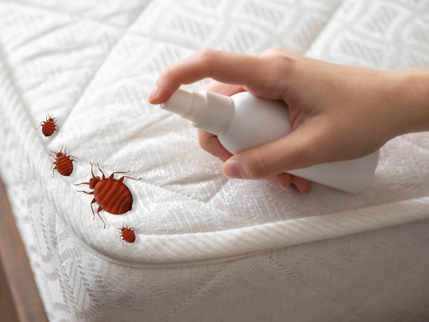 Best Affordable Pest Control Services  in Mill Plain, CT