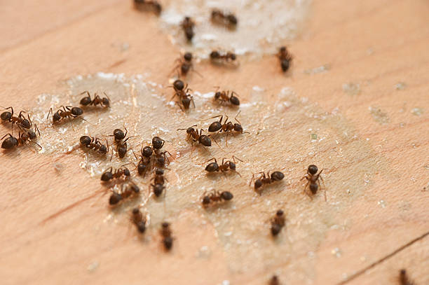 Best Flea Control Services  in Mill Plain, CT